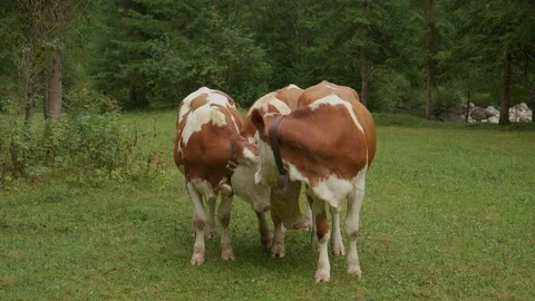 Three Curious Cows on a Meadow Stock Footage 96738816