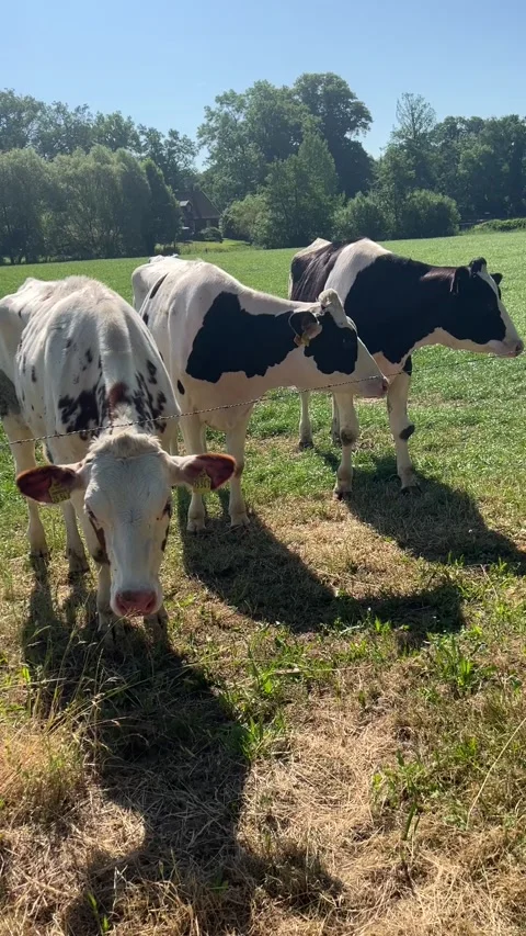 Three curious cows on a meadow Stock Footage 250390705