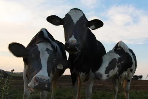 Three Curious Cows Stock Photos