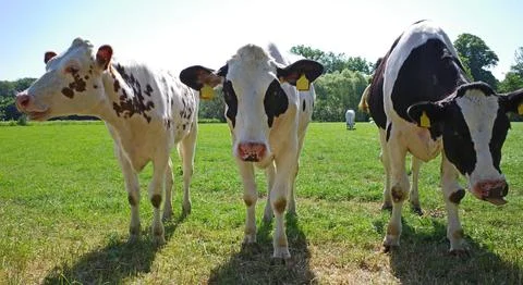 Three curious cows Stock Photos