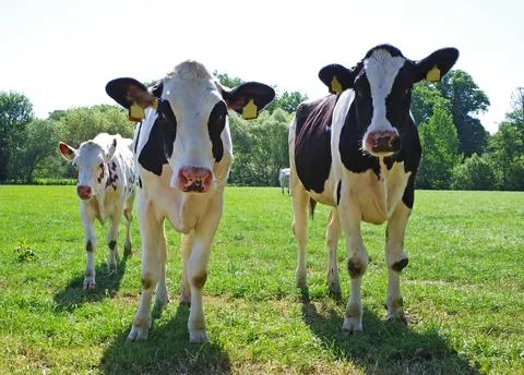 Three curious cows Stock Photos
