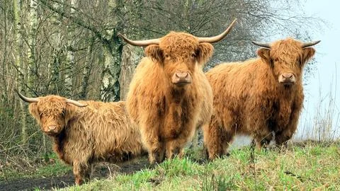 Three curious highland cows Stock Photos