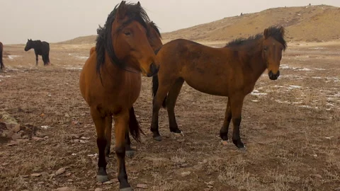 Three curious horses come close. Video stock 327701519
