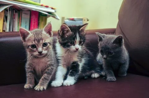 Three curious kittens on a brown couch exploring their cozy indoor surroundin Stock Photos
