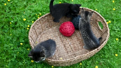 Three curious kittens, four weeks old, playing with each other in a basket Stock Footage 278533419