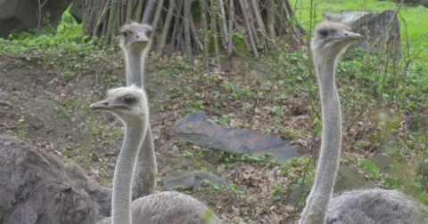 Three Curious Ostriches Are Turning Heads Excursion to the Zoo in Summer Sunny Stock Footage 62655868