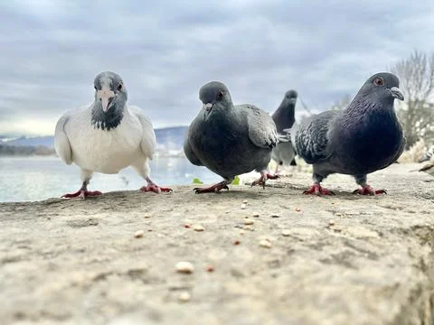 Three curious pigeons standing on a stone surface Stock Photos