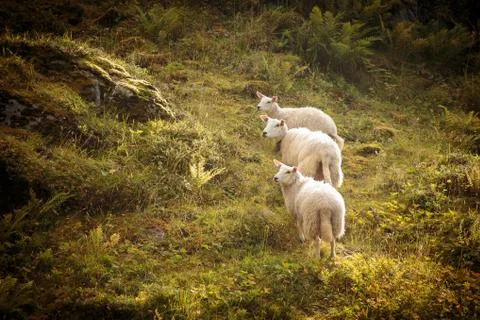 Three curious sheep Stock Photos