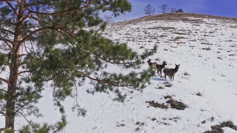 Three curious wild marals on the mountainside. Video stock 150933238