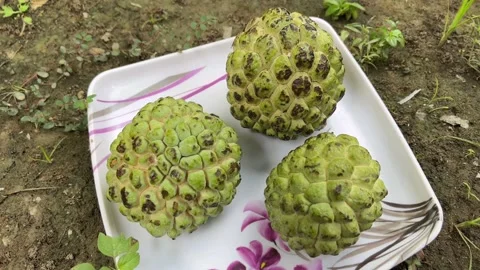 Three Custard Apples in Tray | Fresh Sitaphal Fruits Natural Scene Close-Up 스톡 동영상 318554335