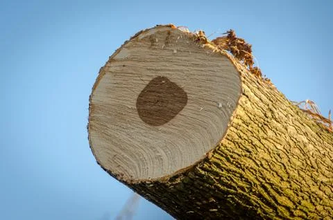 Three cut from below Foto stock