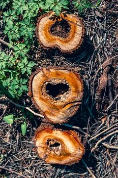 Three cut stumps. view from above. close-up Stock Photos