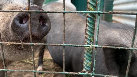 Three cute black pigs sitting behind the metal fence of the cage and begging for Stock Footage 121279135