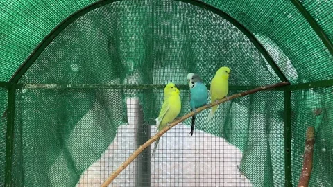 Three cute budgerigars sitting on a perch in a cage 스톡 동영상 272840855