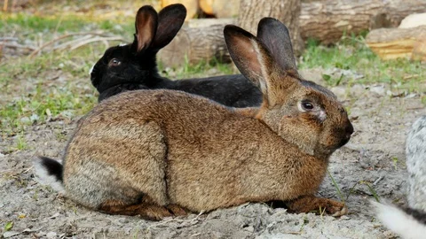 Three cute bunny on a meadow in the forest Stock Footage 107163890