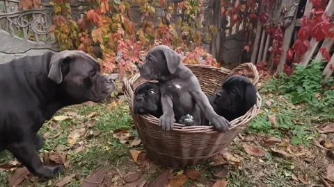Three cute Cane Corso puppies are sitting in a wicker basket in the garden. Stock Footage 167884960
