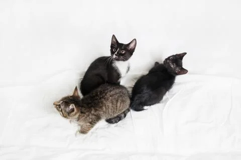 Three cute cats Foto stock