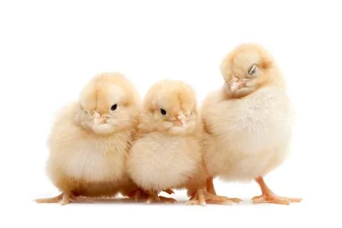 Three cute chicks isolated on white Foto stock