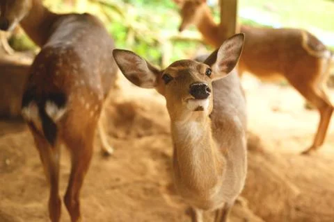 Three cute deer on a farm background Stock Photos