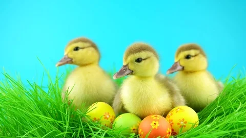 Three cute ducklings sitting in grass with Easter eggs 스톡 동영상 72735866