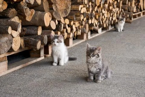 Three cute, fluffy kittens sitting near a stack of firewood logs outdoors. Stock Photos