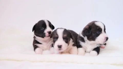 Three cute fluffy welsh corgi cardigan puppies on lie on a white background, and Stock Footage 149588971