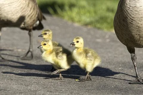 Three cute goslings walking along. Stock Photos