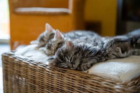 Three Cute Gray Tabby Kittens Sleeping Peacefully in a Basket Stock Photos