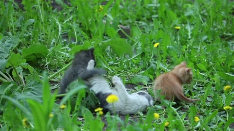 Three cute homeless kitten playing on the grass outdoor Stock Footage 159735537