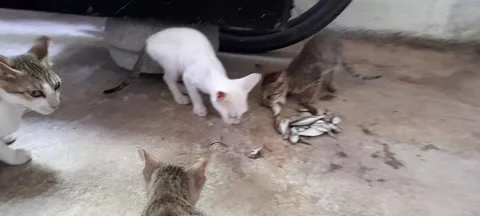 THREE CUTE KITTEN EATING RAW FISH  AND MOM SEE THE KITTENS Stock Footage 213193700