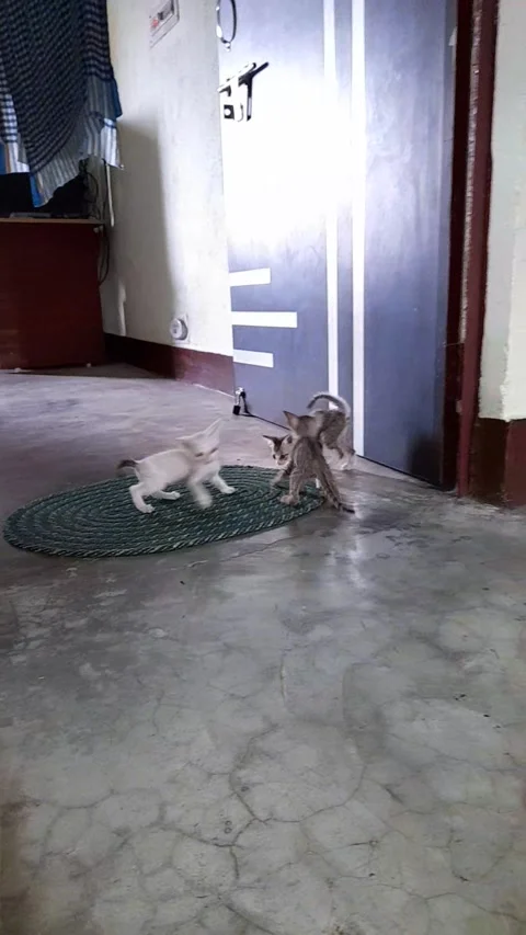Three cute kitten playing on home in India ,animal life 스톡 동영상 213192917