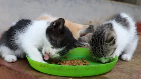 Three Cute Kittens Eating Kibbles from Plate Video stock 329204688