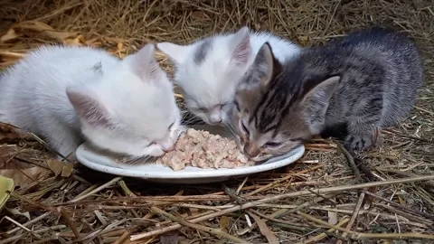 Three cute kittens eating wet food from a plate close up Stock Footage 337375856