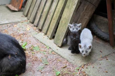 Three cute kittens looking curious Stock Photos