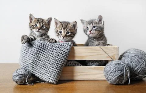 Three cute kittens Stock Photos