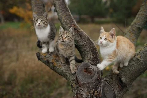 Three cute kittens play on a tree branch. Lovely young cats in nature. Stock-Fotos