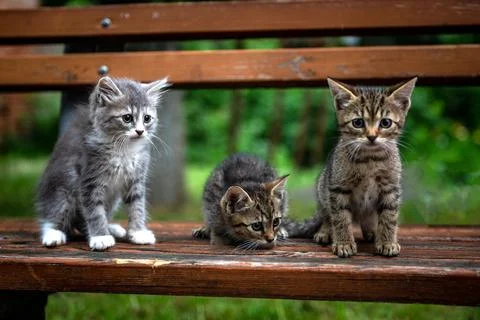 Three cute kittens posing on a bench in the park Stock Photos