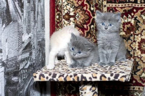 Three cute kittens on a scratching post Stock Photos