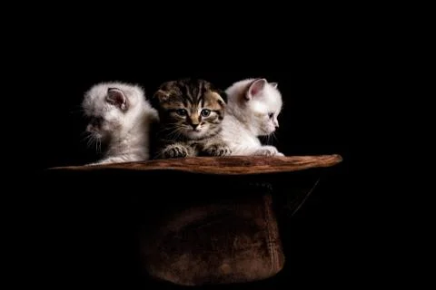 Three cute kittens sitting inside a cowboy hat. on a black background. Stock Photos