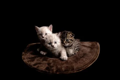 Three cute kittens sitting inside a cowboy hat. on a black background. Stock Photos