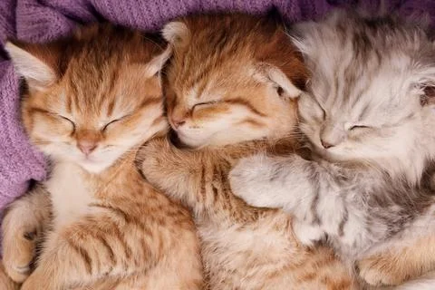 Three Cute Kittens Sleeping Together on a Purple Blanket Stock Photos