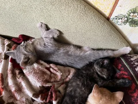 Three cute kittens sleeping together on a cozy couch Fotos de archivo