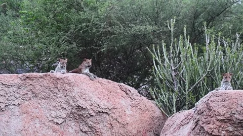 Three cute leopard cubs sitting on the boulders of Jawai national park Stock Footage 282442617