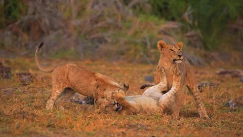 Three Cute Lion Cubs Playing and Wrestling on Grass Stock Footage 337813131