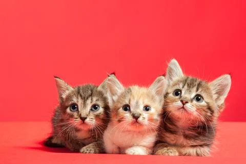 Three cute little kittens pose in the studio on a red background.  Stock Photos