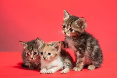 Three cute little kittens pose in the studio on a red background. Stock Photos