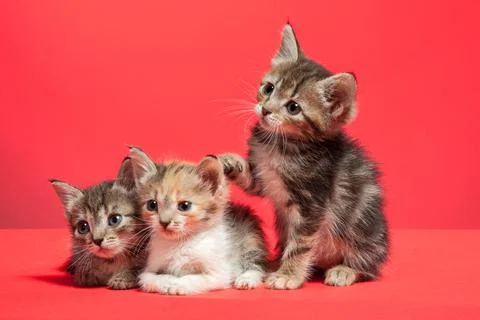 Three cute little kittens pose in the studio on a red background.  Stock Photos