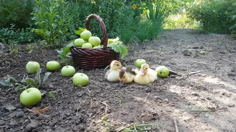 Three cute musk ducklings graze in the garden Stock Footage 158235762