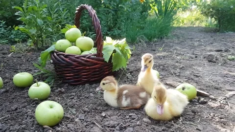 Three cute musk ducklings graze in the garden Stock Footage 158235775