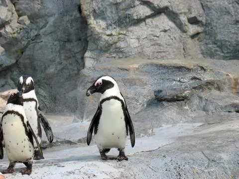 Three cute penguins Stock Photos
